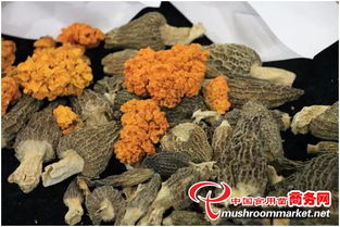河北食用菌成2017中國·廊坊國際有機(jī)食品展新寵 初加工提升農(nóng)產(chǎn)品附加值